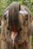 Female Asian Elephant open mouth, Phnom Tamao, Cambodia