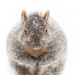 WINTER SQUIRREL, 2019 - PORT RYERSE
