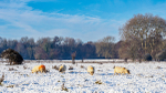 Wimpole Hall 16Dec22-54