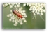 AA 0184 Soldier Beetle