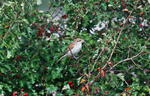 Shrikes portfolio