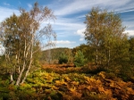 Wharncliffe Heath (11)