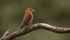 Common Crossbill