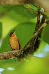 Cinnamon Becard, Turtle Beach Lodge, Tortuguero, Costa Rica