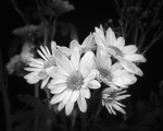 Still Life Photograph of Daisies in Black and White