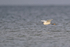 Snowy Egret in flight low over sea, Fort De Soto, Florida