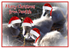 XM034 - Black Swan cygnets read for Christmas