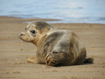 Young Seal