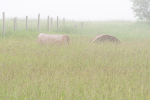 BALES IN FOG - BRUCE PENINSULA