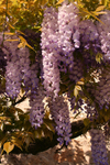 Wisteria