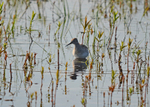Wood Sandpiper