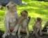 Macaque Monkeys - Thailand