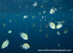 RS026: Sergeant Majors