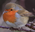 ROBIN in Tryptic CS3