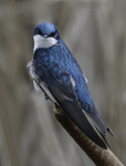 Tree Swallow