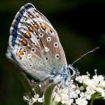 Common Blue (02)