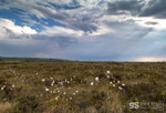 Storm looming, Cors Fochno (Borth Bog)