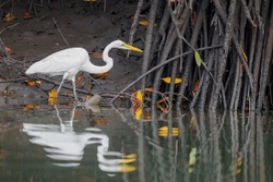 Great Egret