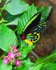 Cairns Birdwing