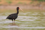 Bare-faced Ibis portfolio