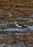 FLB010: Black-necked stilt