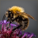 Digital - Bronze - Rob Cox- Carder Bumblebee