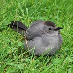 Gray Catbird Fledgling