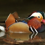 Mandarin Duck