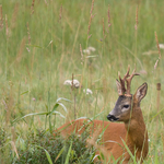 Roe Deer
