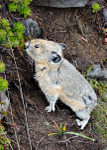 Pika at Mt. Rainier - 4