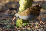 Water Rail