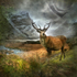 HM 005 Monarch of the Glen