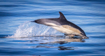 Common Dolphin, Isle of Mull, Scotland
