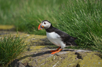 Puffin