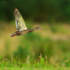 Mallard takes off at Rothiemurchus