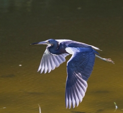 Tricolored Heron _0012