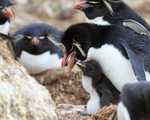 Rockhopper Penguin portfolio