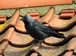 Jackdaw