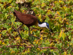 African Jacana portfolio