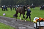 011-BIG.QUERLYBET.K.Z-Paul.Whitehead-TrotUp portfolio