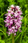 Monkey Orchid