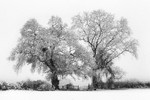 Snowbound