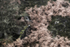 Bracken