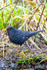 Blackbird Turdus merula-1181