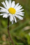 Summer Daisy, DSC_6751 - Version 4