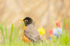 AMERICAN-ROBIN