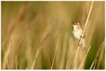 Sedge Warbling 