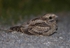 Nightjar