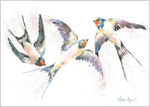 Swallows