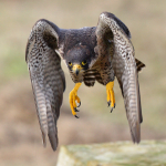 Peregrine Falcon